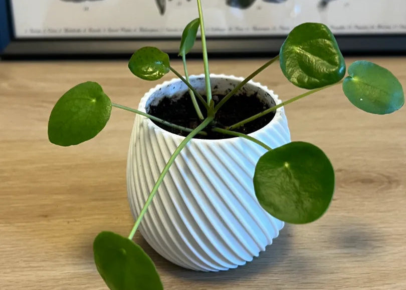 SpiraGlow Planter
