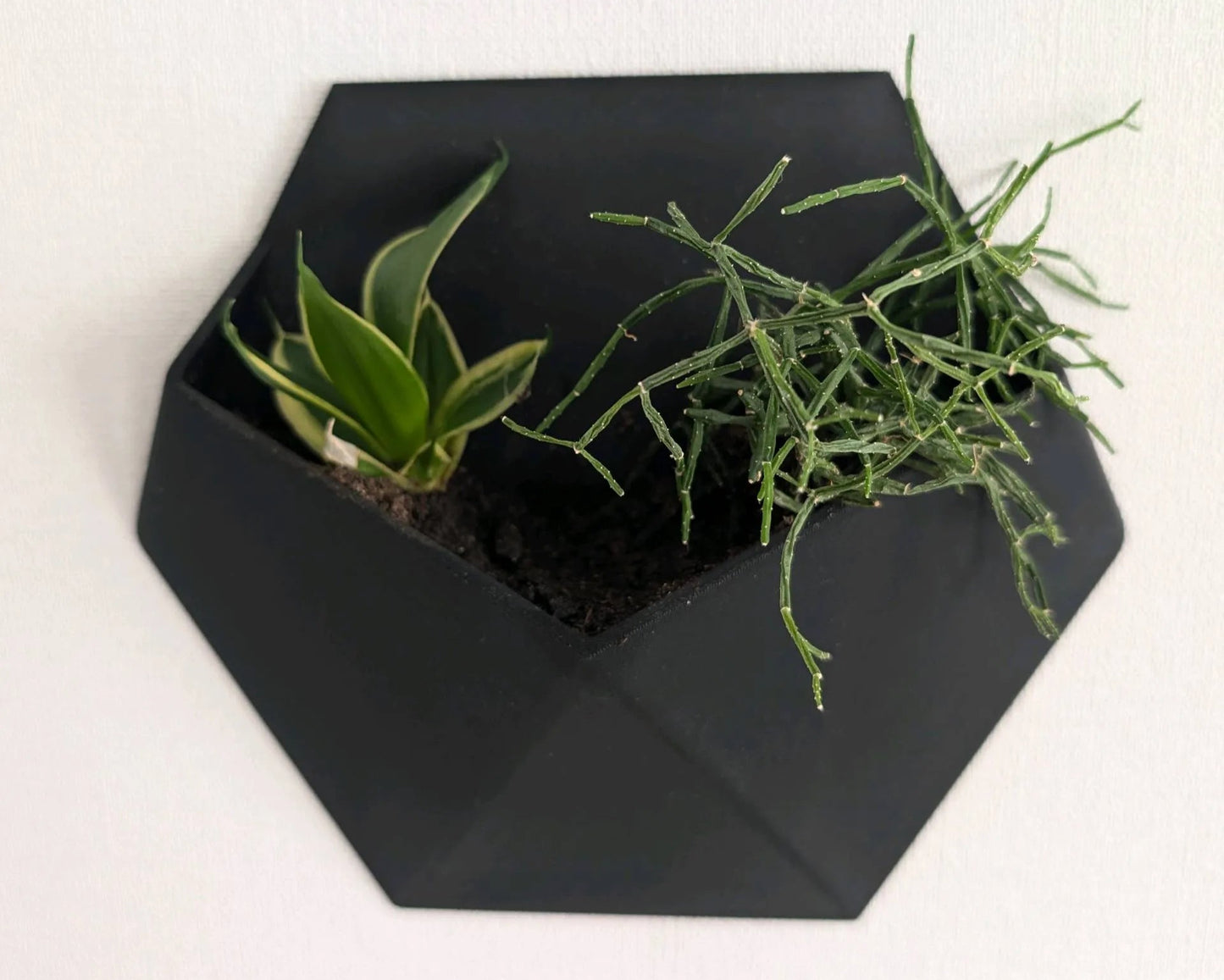 GeoBloom Wall Planters